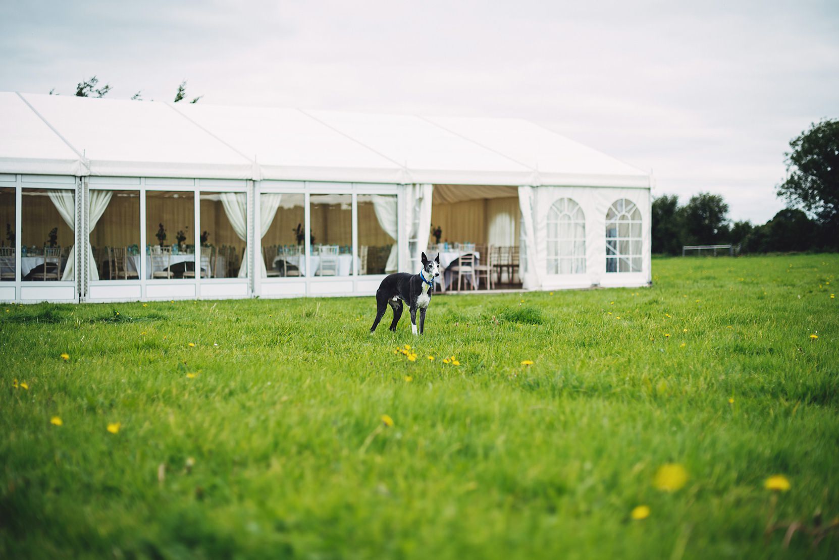 Dog in a field at a wedding